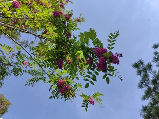 枝头槐花