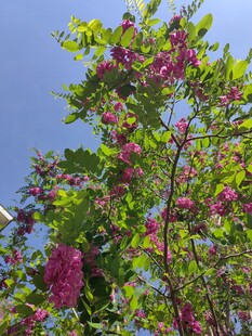 枝头繁花绽放