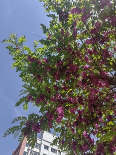 繁花绿叶的繁茂树木