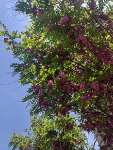 枝头繁花映蓝天