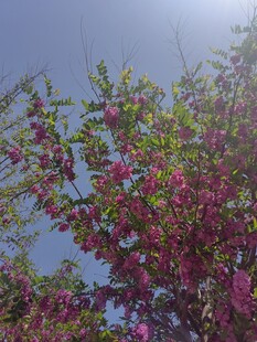 阳光下绽放的繁花枝头