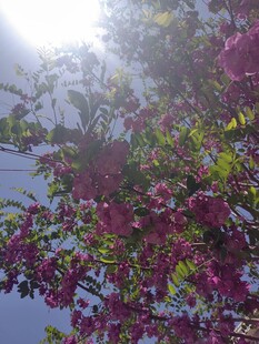阳光下绽放的艳丽花朵