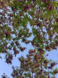 蓝天映衬下的繁茂花枝