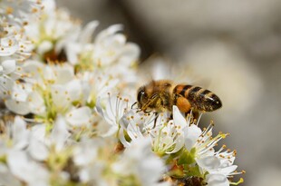 蜜蜂花间采蜜