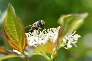 蜜蜂采蜜于白花绿叶间
