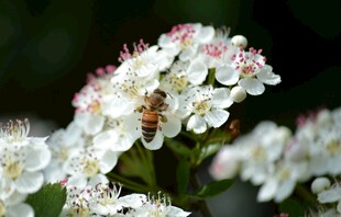 蜜蜂采蜜于白色繁花间