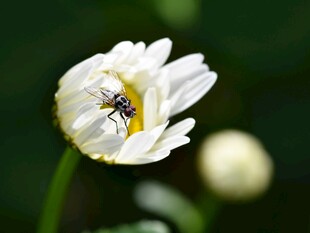 白花朵上的小昆虫