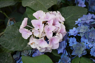 粉蓝绣球花绽放