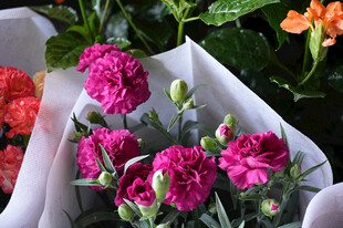 娇艳多彩康乃馨花束