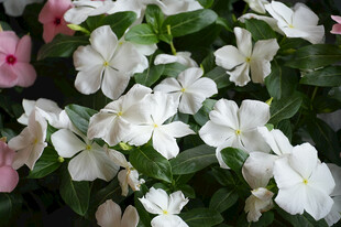 白色长春花绽放
