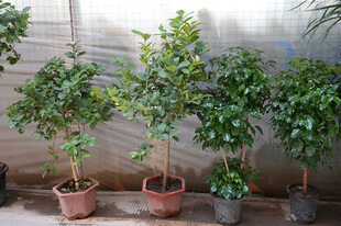 室内盆栽绿植景观展示