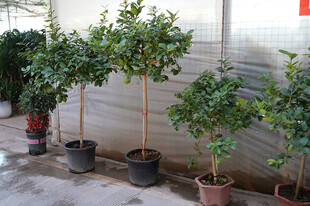 室内盆栽绿植展示