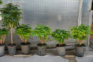 盆栽绿植整齐排列展示