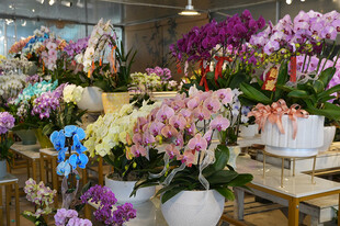 多彩美丽兰花花卉展示
