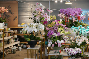 缤纷花卉装点的温馨花店