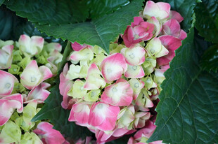 粉色绣球花绽放