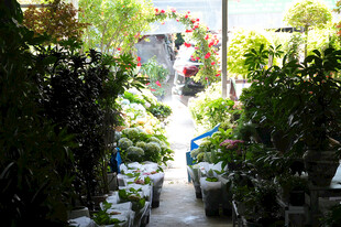庭院绿植盆栽景观小径