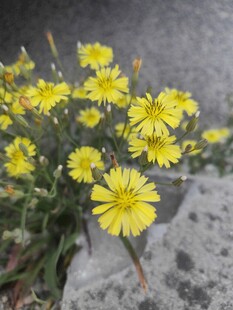 抱茎苦荬菜