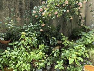 墙边绿植绽放美丽景致