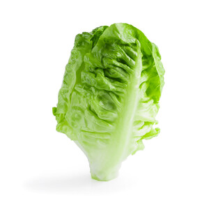 新鲜生菜