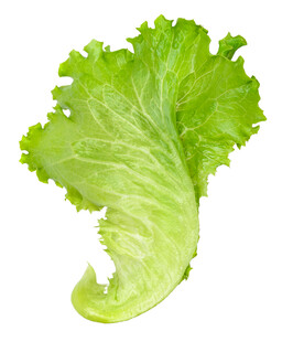 新鲜生菜叶