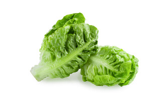 新鲜生菜