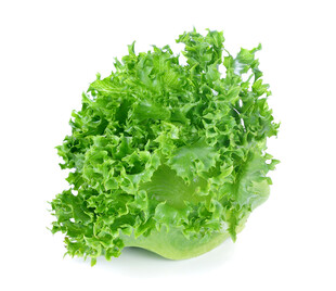 新鲜生菜