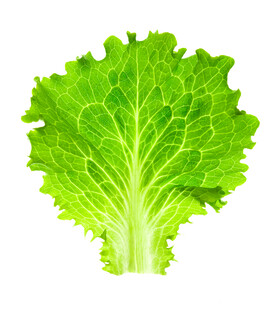 鲜绿生菜叶片