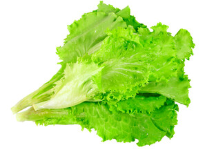新鲜生菜叶