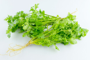 新鲜香菜