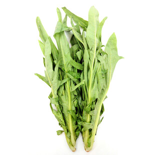 新鲜苦麦菜
