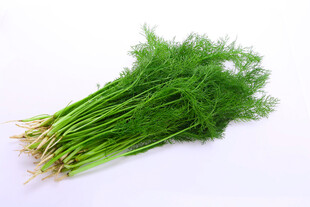 新鲜茴香蔬菜
