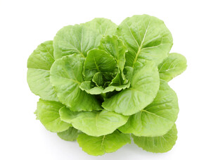 新鲜生菜
