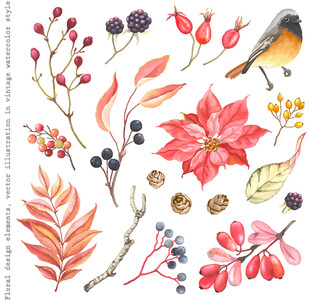 秋季花鸟植物水彩插画
