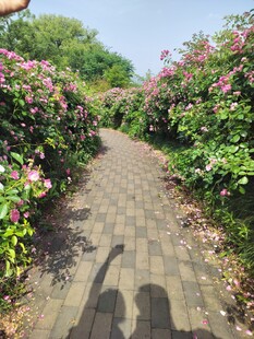繁花小径上的人影