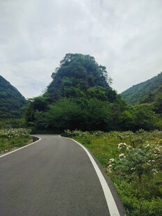 山间公路旁的葱郁景致