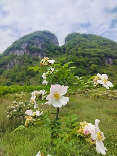山间绽放的白色野蔷薇