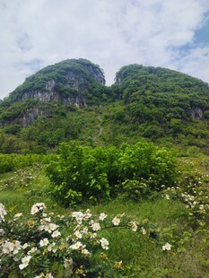山间花草与葱郁山峦