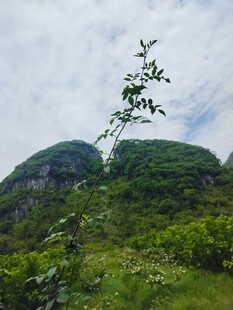 山间绿植与远处山峦