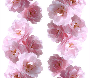 粉色柔美花卉图案