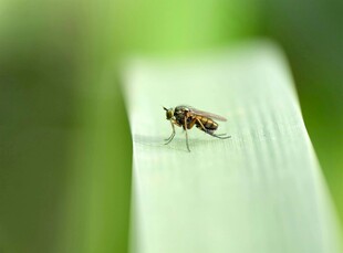 绿叶上的小昆虫