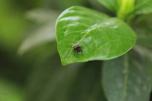绿叶上的黑色小昆虫