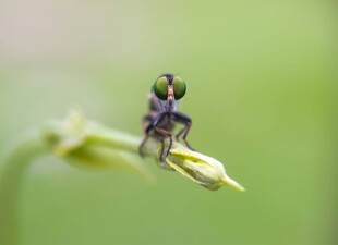 微距下的神秘小昆虫