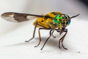 黄身绿眼独特外观的飞虫