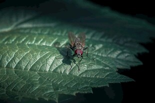 叶上小昆虫