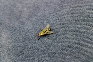 灰色织物上的黄色小昆虫