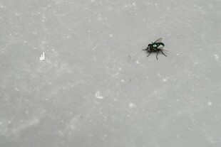 雪地中的黑色甲虫