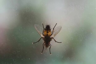 空中的苍蝇