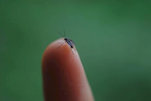 指尖上的小昆虫