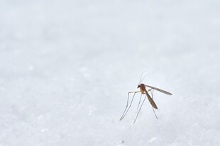 雪地中的细长腿昆虫